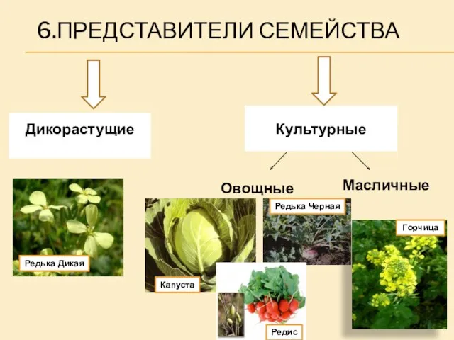 6.ПРЕДСТАВИТЕЛИ СЕМЕЙСТВА Дикорастущие Культурные Овощные Масличные Капуста Редька Черная Редис Редька Дикая Горчица