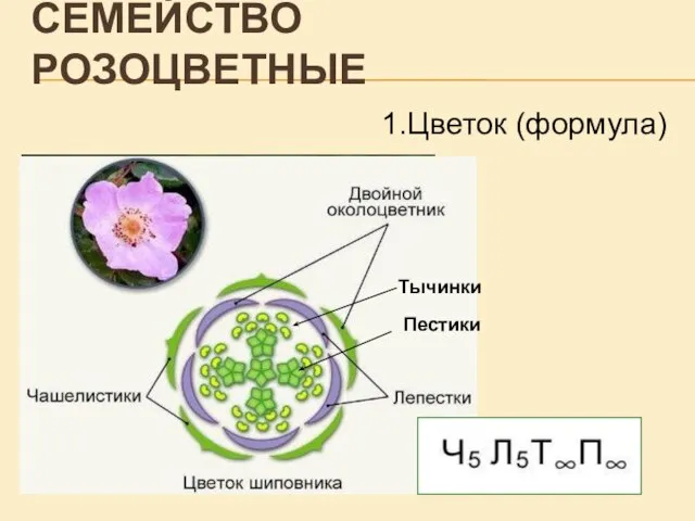 СЕМЕЙСТВО РОЗОЦВЕТНЫЕ Тычинки Пестики Ч Л Т П 1.Цветок (формула)