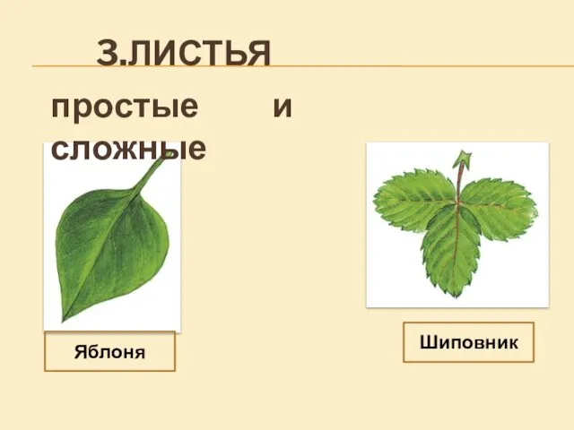 3.ЛИСТЬЯ Яблоня Шиповник простые и сложные