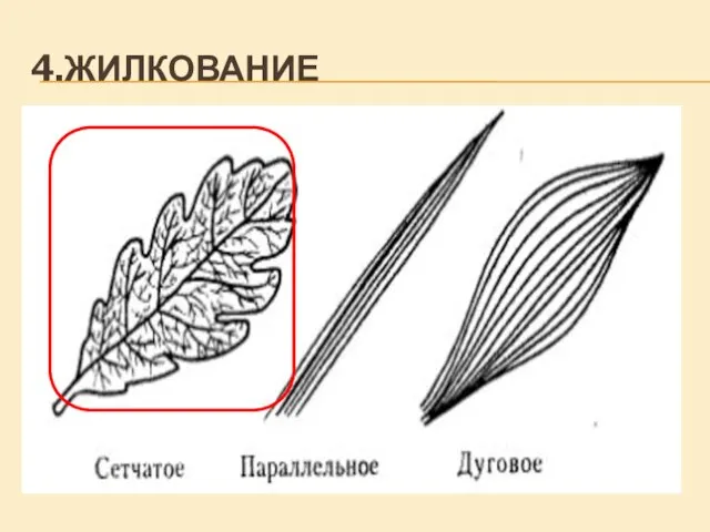 4.ЖИЛКОВАНИЕ