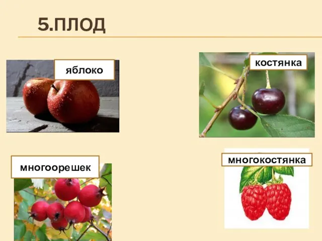 5.ПЛОД многоорешек яблоко многокостянка костянка