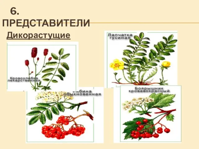 6.ПРЕДСТАВИТЕЛИ Дикорастущие