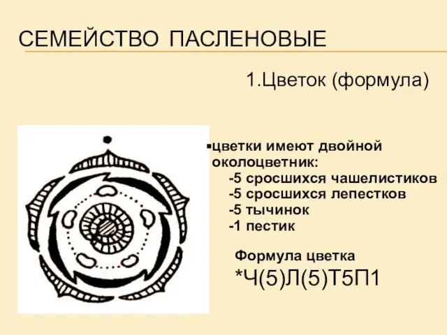 СЕМЕЙСТВО ПАСЛЕНОВЫЕ Формула цветка *Ч(5)Л(5)Т5П1 цветки имеют двойной околоцветник: -5 сросшихся