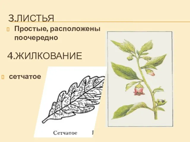 3.ЛИСТЬЯ Простые, расположены поочередно 4.ЖИЛКОВАНИЕ сетчатое