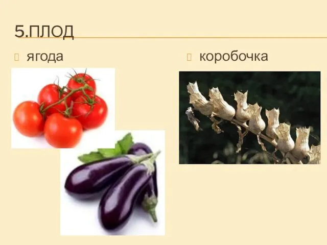 5.ПЛОД ягода коробочка