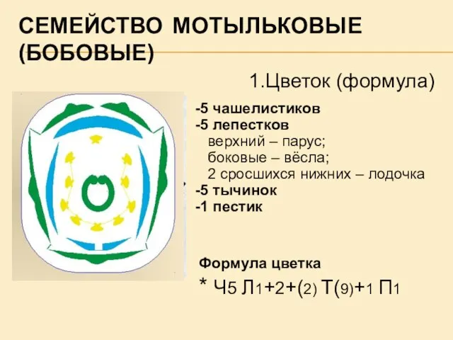 СЕМЕЙСТВО МОТЫЛЬКОВЫЕ (БОБОВЫЕ) Формула цветка * Ч5 Л1+2+(2) Т(9)+1 П1 -5