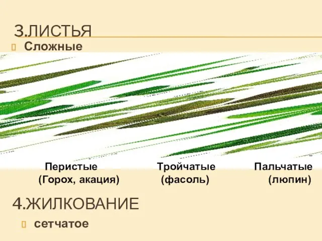 3.ЛИСТЬЯ Сложные 4.ЖИЛКОВАНИЕ сетчатое Перистые Тройчатые Пальчатые (Горох, акация) (фасоль) (люпин)