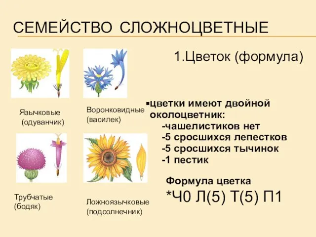 СЕМЕЙСТВО СЛОЖНОЦВЕТНЫЕ Формула цветка *Ч0 Л(5) Т(5) П1 цветки имеют двойной