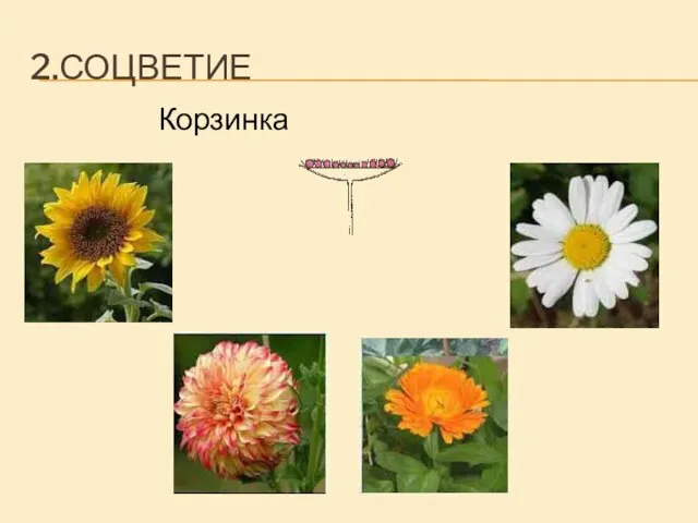 2.СОЦВЕТИЕ Корзинка