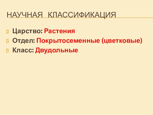 НАУЧНАЯ КЛАССИФИКАЦИЯ Царство: Растения Отдел: Покрытосеменные (цветковые) Класс: Двудольные