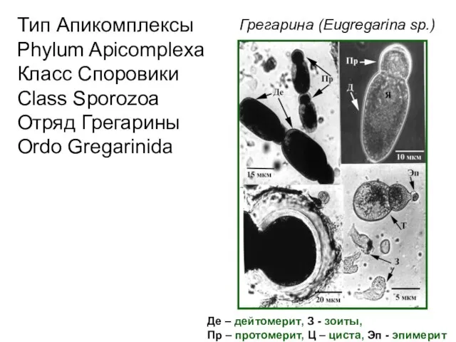 Тип Апикомплексы Phylum Apicomplexa Класс Споровики Class Sporozoa Отряд Грегарины Ordo