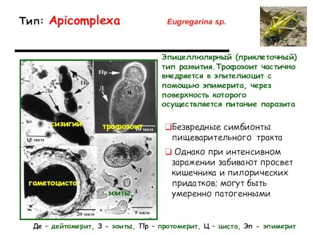 Тип: Apicomplexa Eugregarina sp. Безвредные симбионты пищеварительного тракта Де – дейтомерит,