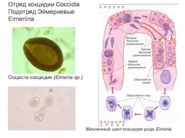 Отряд кокцидии Coccidia Подотряд Эймериевые Eimeriina Ооциста кокцидии (Eimeria sp.) Жизненный цикл кокцидии рода Eimeria