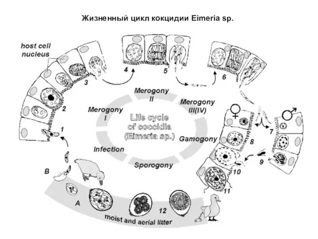 Жизненный цикл кокцидии Eimeria sp.