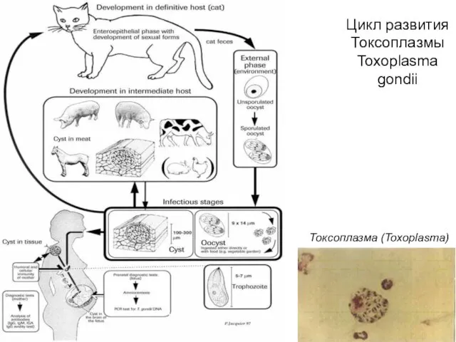 Цикл развития Токсоплазмы Toxoplasma gondii Токсоплазма (Toxoplasma)