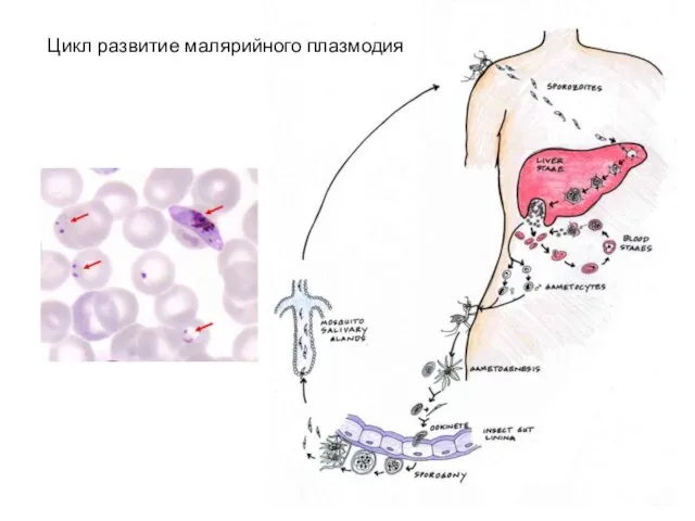 Цикл развитие малярийного плазмодия