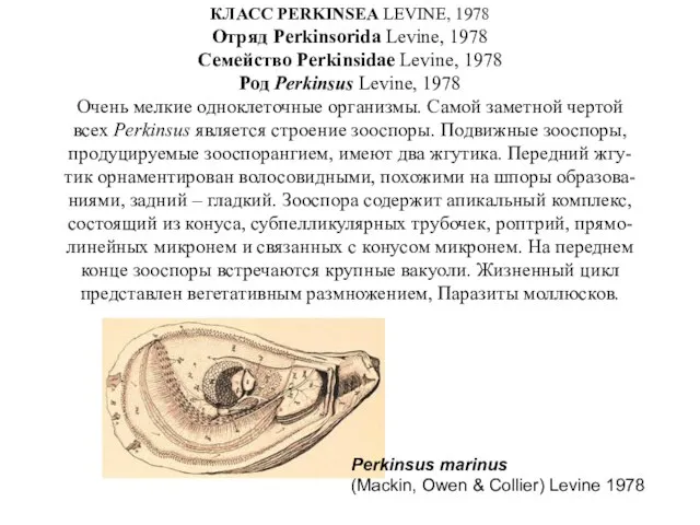 КЛАСС PERKINSEA LEVINE, 1978 Отряд Perkinsorida Levine, 1978 Семейство Perkinsidae Levine,