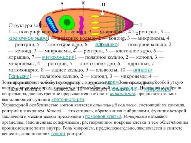 Структура зоита: 1 — полярное кольцо, 2 — коноид, 3 —