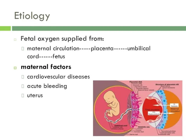 Etiology Fetal oxygen supplied from: maternal circulation-----placenta------umbilical cord------fetus maternal factors cardiovescular diseases acute bleeding uterus