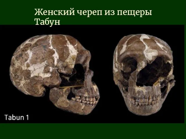 Женский череп из пещеры Табун