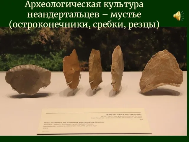Археологическая культура неандертальцев – мустье (остроконечники, сребки, резцы)