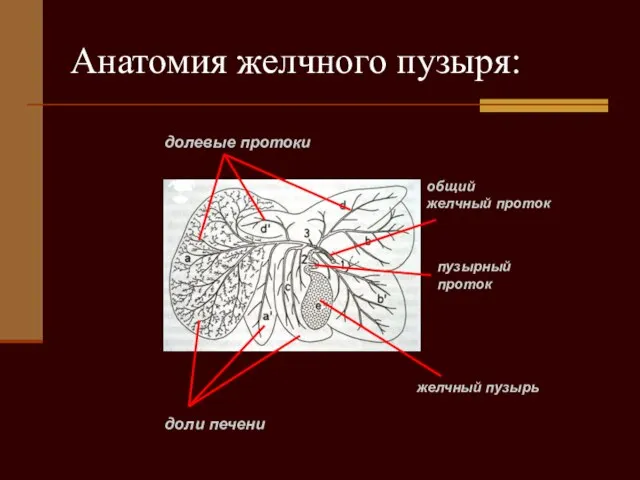 Анатомия желчного пузыря: долевые протоки доли печени пузырный проток общий желчный проток желчный пузырь