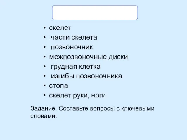 Ключевые слова скелет части скелета позвоночник межпозвоночные диски грудная клетка изгибы