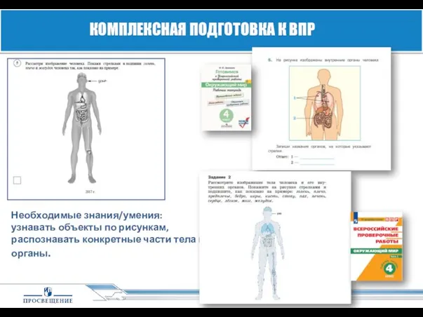 КОМПЛЕКСНАЯ ПОДГОТОВКА К ВПР Необходимые знания/умения: узнавать объекты по рисункам, распознавать конкретные части тела и органы.