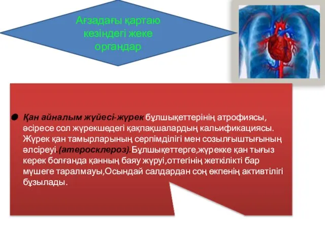 Ағзадағы қартаю кезіндегі жеке органдар Қан айналым жүйесі-жүрек бұлшықеттерінің атрофиясы,әсіресе сол