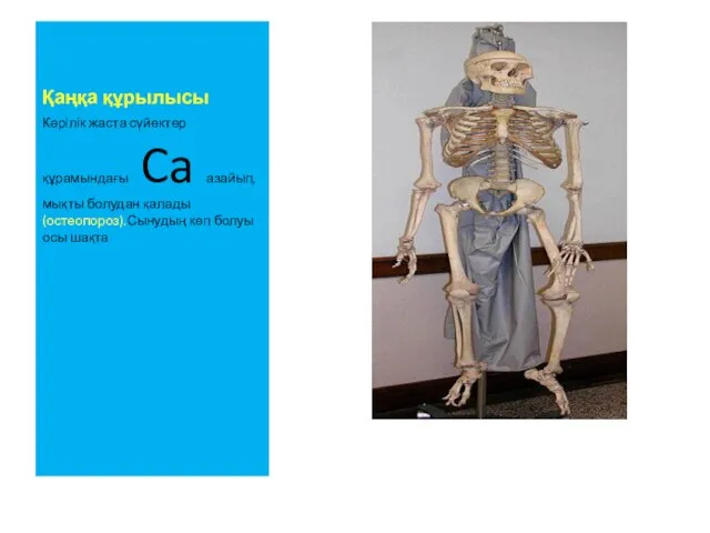 Қаңқа құрылысы Кәрілік жаста сүйектер құрамындағы Ca азайып,мықты болудан қалады(остеопороз).Сынудың көп болуы осы шақта