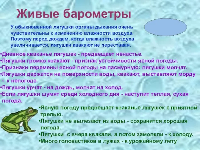 Живые барометры У обыкновенной лягушки органы дыхания очень чувствительны к изменению