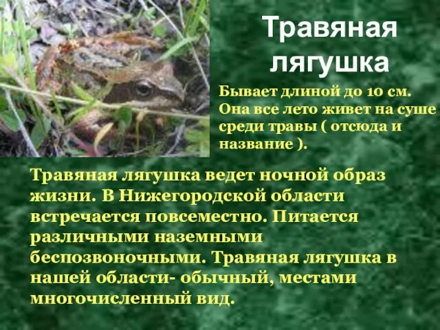 Травяная лягушка ведет ночной образ жизни. В Нижегородской области встречается повсеместно.