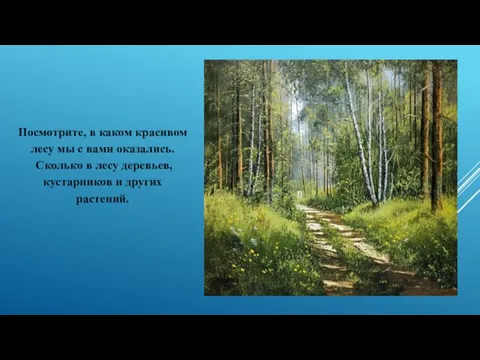 Посмотрите, в каком красивом лесу мы с вами оказались. Сколько в