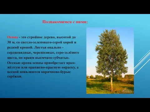 Познакомимся с ними: Осина - это стройное дерево, высотой до 30