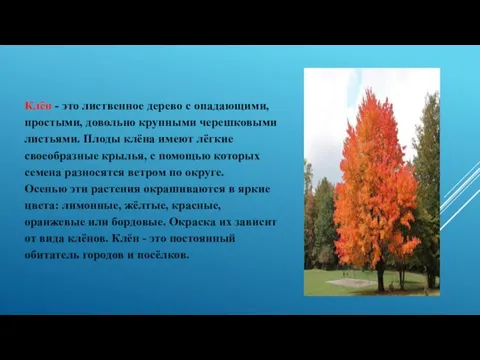 Клён - это лиственное дерево с опадающими, простыми, довольно крупными черешковыми