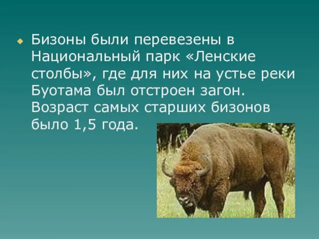 Бизоны были перевезены в Национальный парк «Ленские столбы», где для них