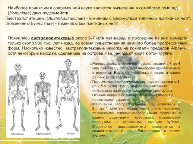 Наиболее принятым в современной науке является выделение в семействе гоминид (Hominidae)