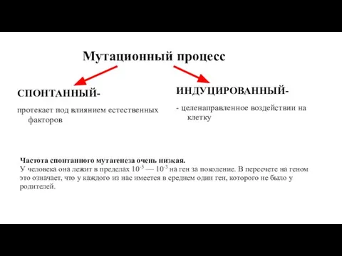 Мутационный процесс СПОНТАННЫЙ- протекает под влиянием естественных факторов ИНДУЦИРОВАННЫЙ- - целенаправленное