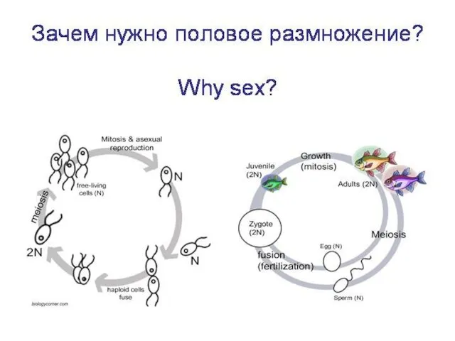 Гаплоидный и диплоидный жизненный цикл.