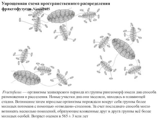 Упрощенная схема пространственного распределения фрактофузусов.Nature2015 Fractofusus — организмы эдиакарского периода из