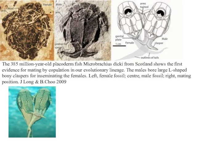 The 385 million-year-old placoderm fish Microbrachius dicki from Scotland shows the