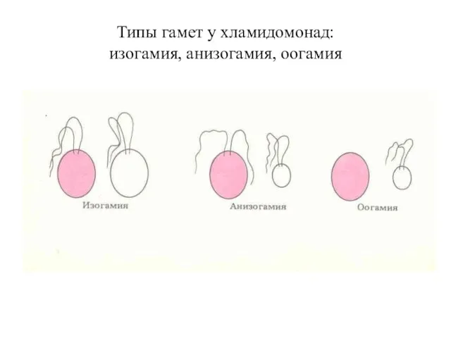 Типы гамет у хламидомонад: изогамия, анизогамия, оогамия