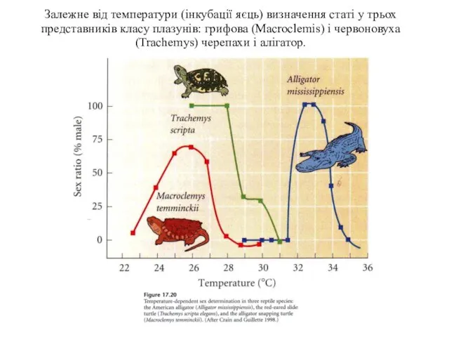 Залежне від температури (інкубації яєць) визначення статі у трьох представників класу