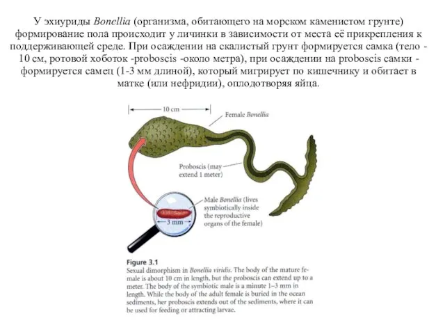 У эхиуриды Bonellia (организма, обитающего на морском каменистом грунте) формирование пола