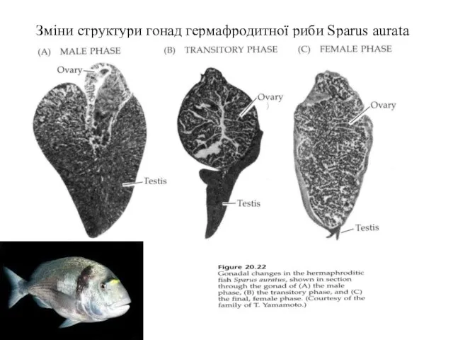 Зміни структури гонад гермафродитної риби Sparus aurata