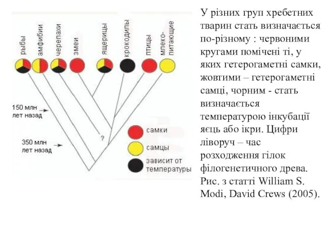 У різних груп хребетних тварин стать визначається по-різному : червоними кругами