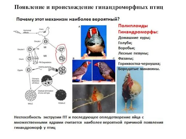 Появление и происхождение гинандроморфных птиц