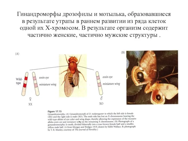 Гинандроморфы дрозофилы и мотылька, образовавшиеся в результате утраты в раннем развитии