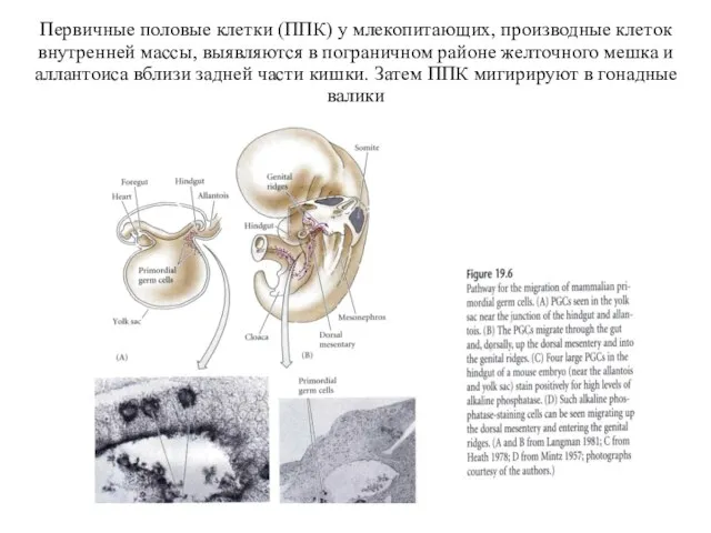 Первичные половые клетки (ППК) у млекопитающих, производные клеток внутренней массы, выявляются