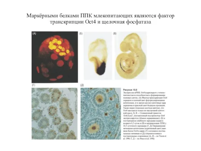 Маркёрными белками ППК млекопитающих являются фактор транскрипции Oct4 и щелочная фосфатаза